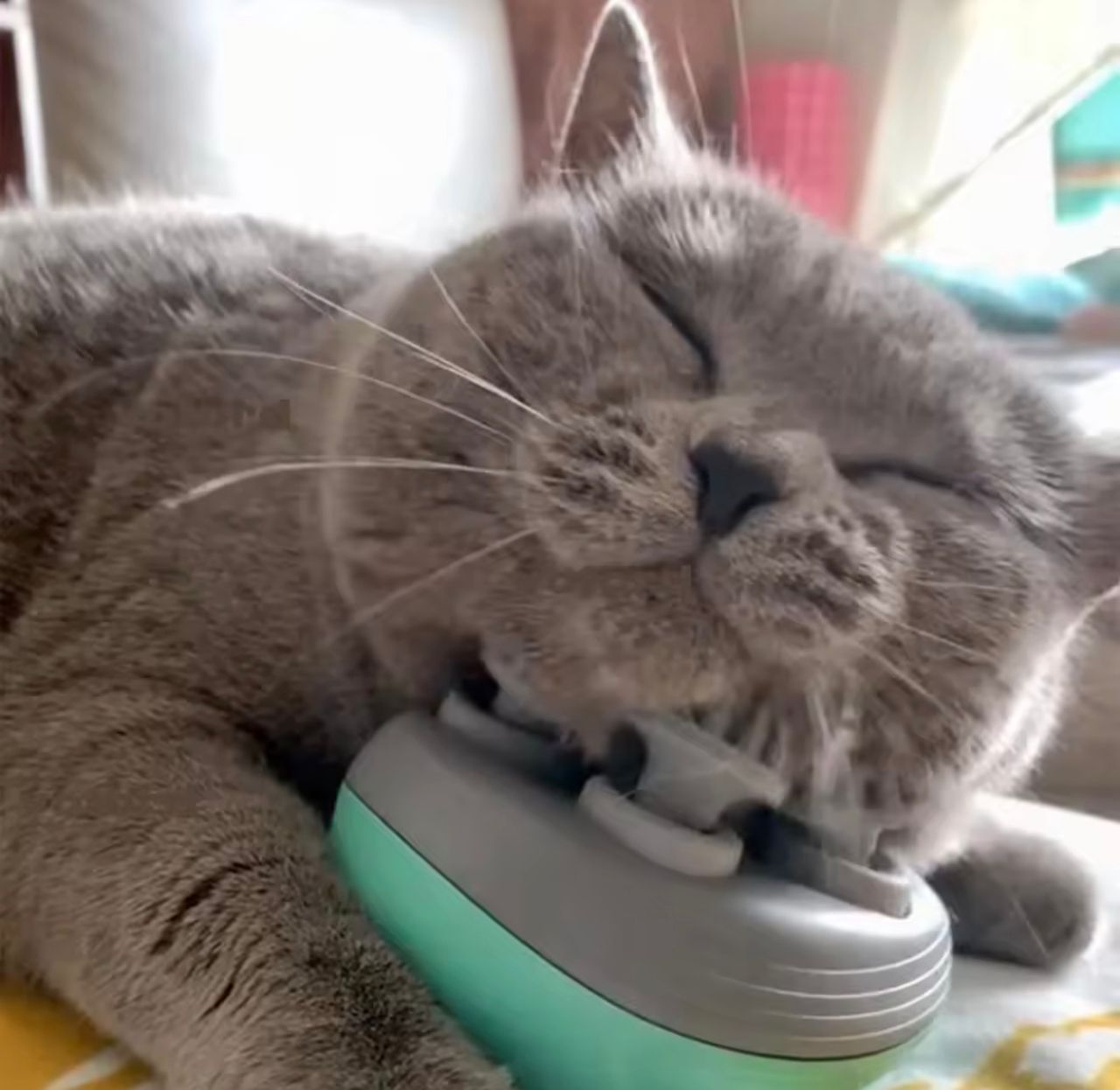 Electric Pet Head & Body Massager